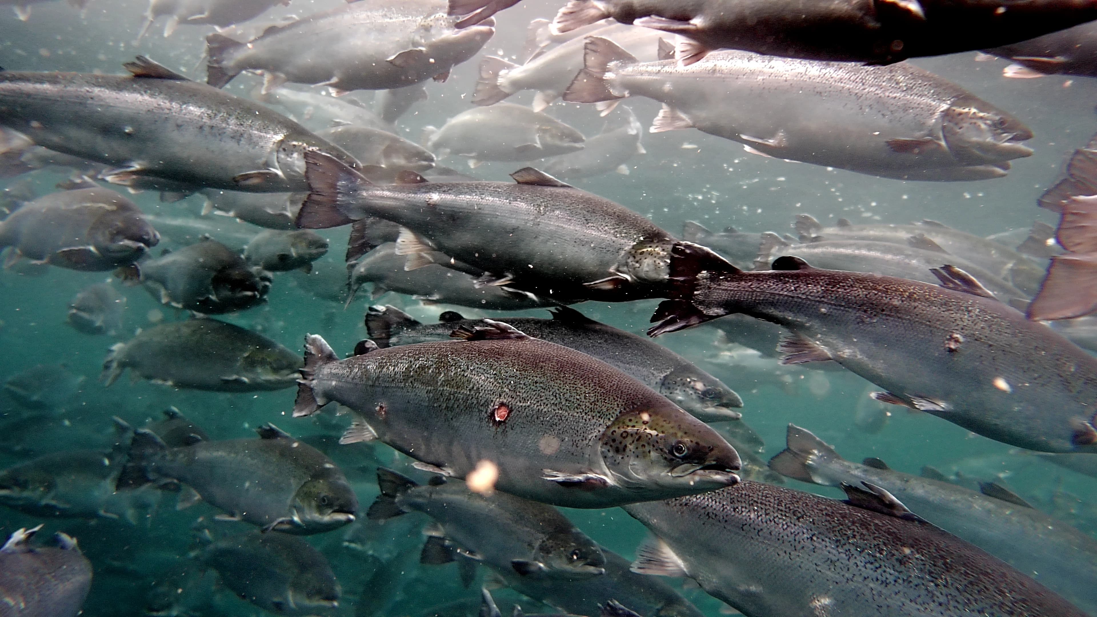 Underwater view of salmon, including a foreground fish with visible red skin marks