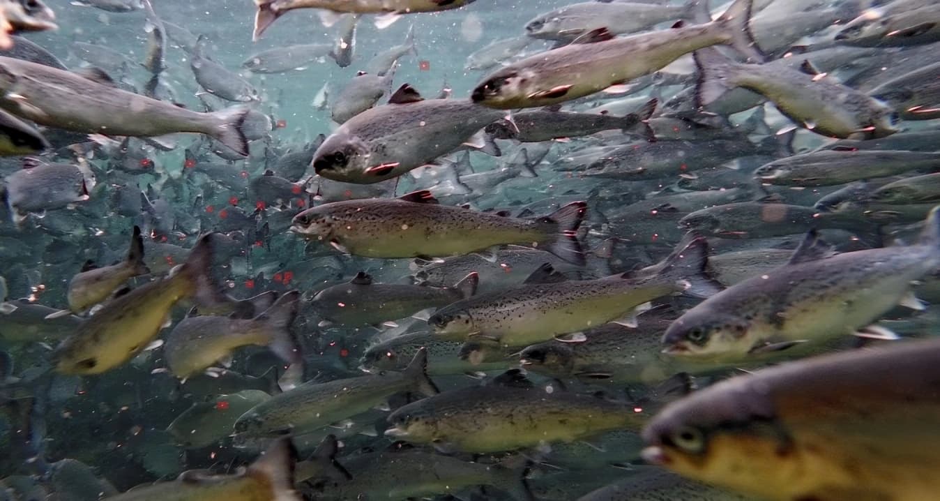Salmon swimming among feed particles with red markers over selected particles