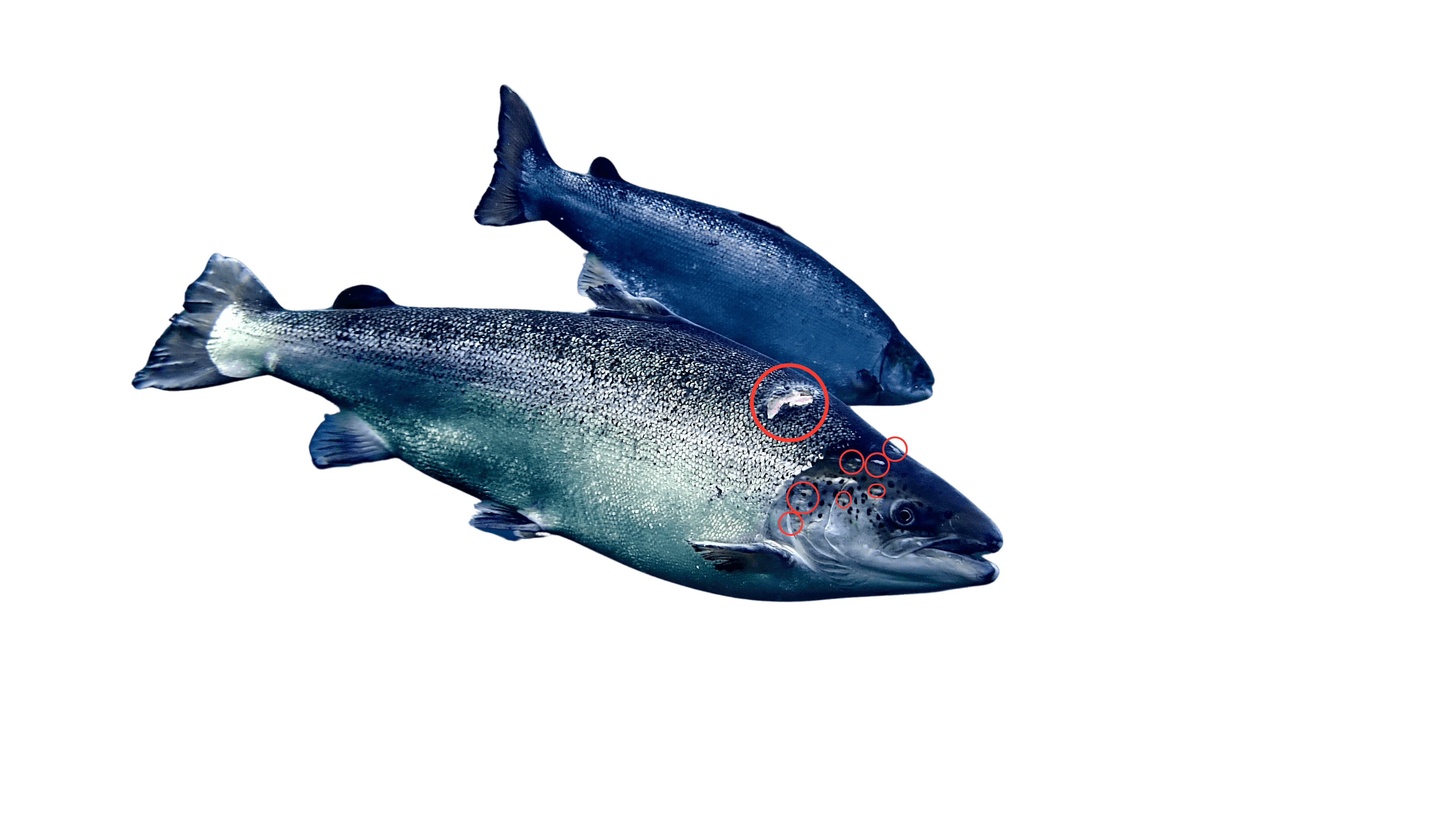 Salmon image with marked lice and wound areas