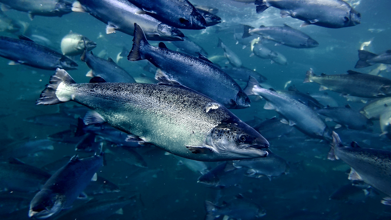 Salmon observed by an underwater imaging system